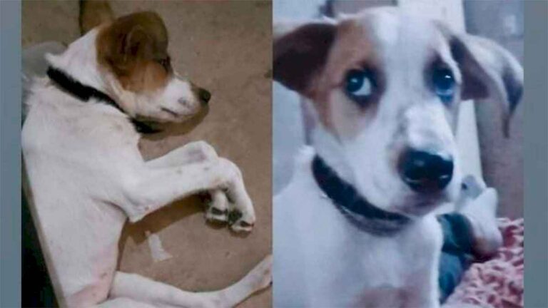 ofrecen-una-recompensa-por-la-aparicion-de-«theo»,-un-perrito-extraviado-en-el-bo-la-catolica