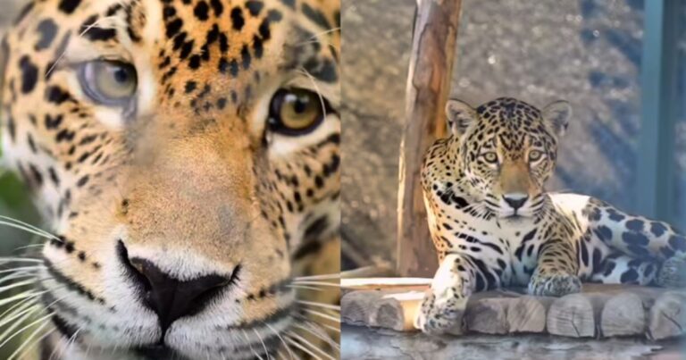 De gato mascota a animal de zoológico: esta la historia de Nala, la jaguar que llegó a Cali