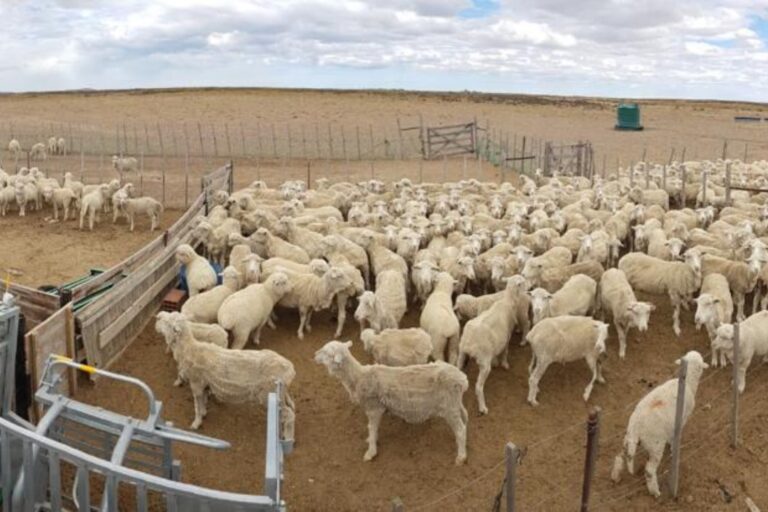 Ovinos: amplían un financiamiento hasta $500 millones por productor