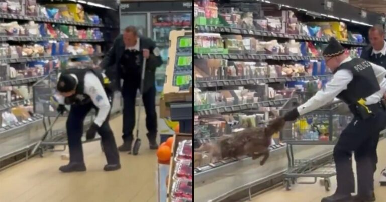 Coyote sorprende a clientes al refugiarse en un refrigerador de supermercado en Chicago
