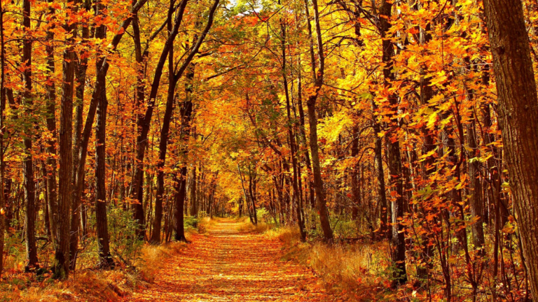 Cuáles son las mejores actividades para hacer en otoño, según la IA