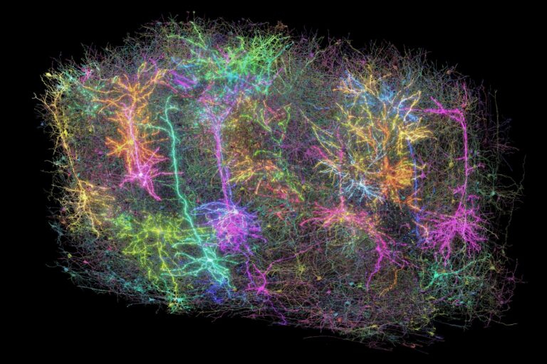 El mapeo de un minúsculo trozo de cerebro de ratón abre un camino inexplorado para comprender la inteligencia humana