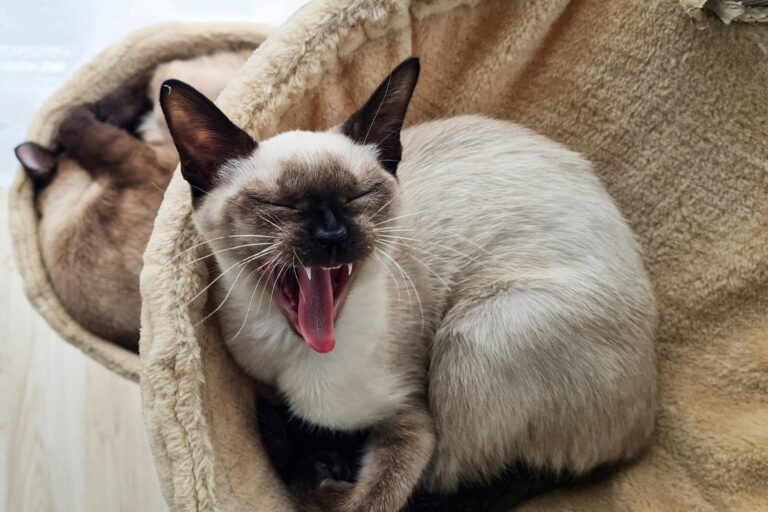 Un felino con carácter y ternura: así es el tonquinés, la raza de gato ideal para familias