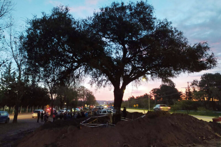 Crece la lucha para que no saquen un quebracho de casi 300 años en Córdoba