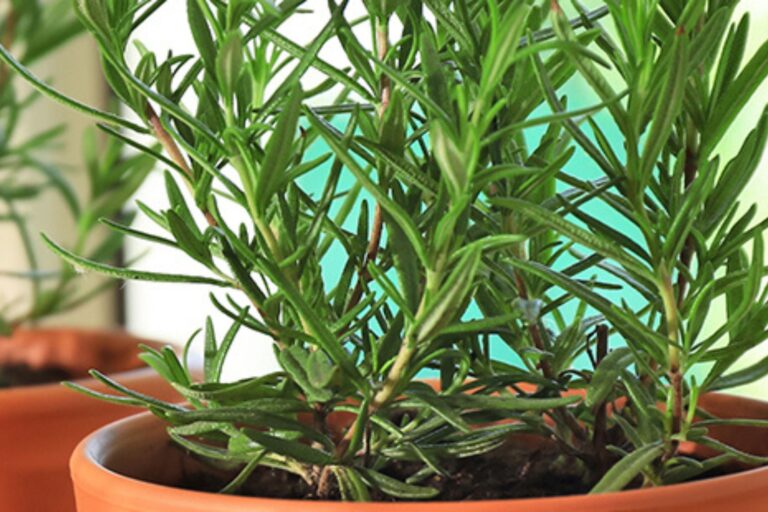 Dónde ubicar una planta de romero para proteger tu casa, según el Feng Shui