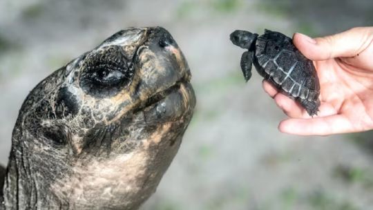 Te presentamos a la tortuga macho más vieja del mundo en ser papá