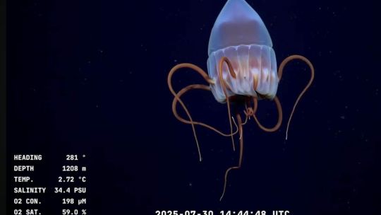 Por qué investigamos el fondo del mar?