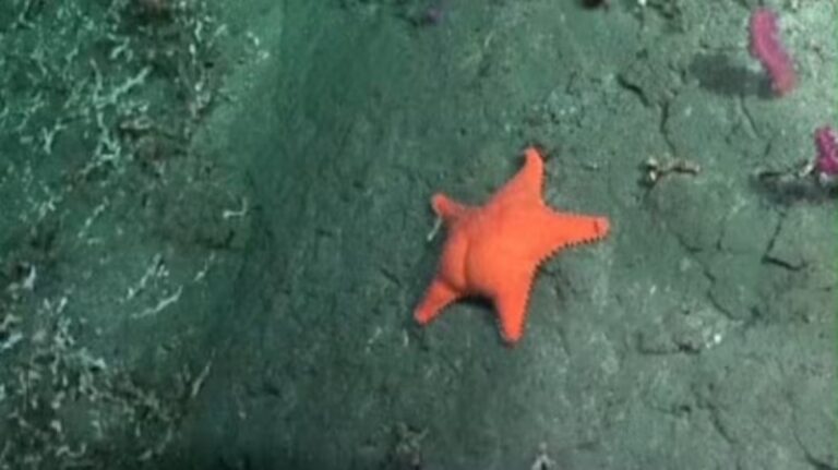 El streaming del Conicet destrozó a Carajo y el Gordo Dan se sacó: «Vamos a tener que reventar todo»