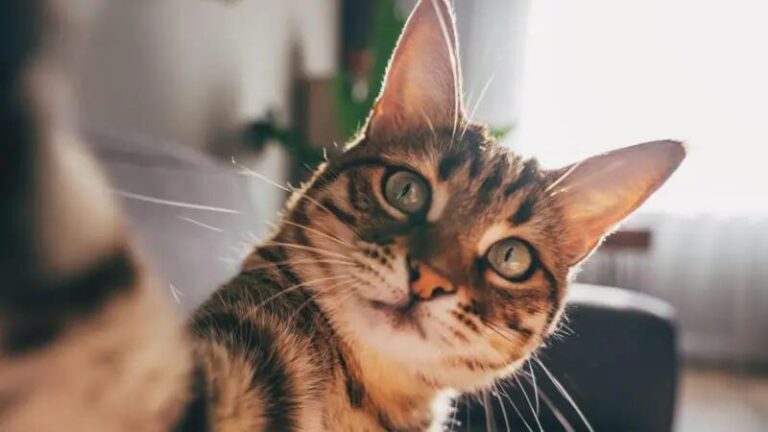 Por qué los gatos son el modelo perfecto para estudiar la demencia en los humanos