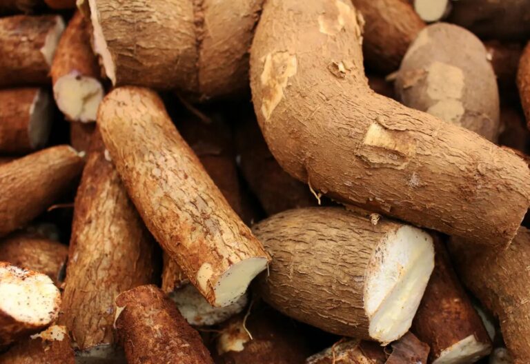 Mandioca: cómo consumir el tubérculo que ofrece al menos seis beneficios para la salud