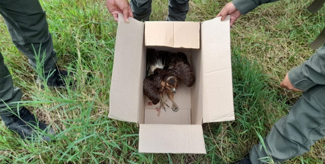 Gendarmes inspeccionan una caja de cartón donde fue hallado un gavilán mixto en la banquina de una ruta.