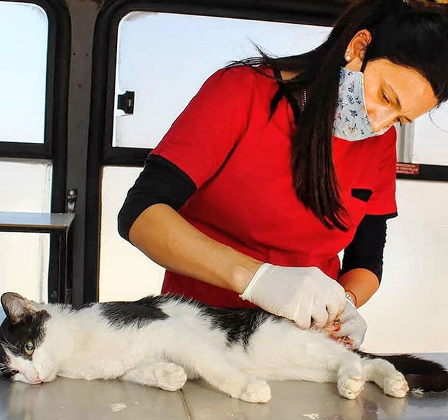 Centro de Sanidad Animal de La Banda atención veterinaria gratuita