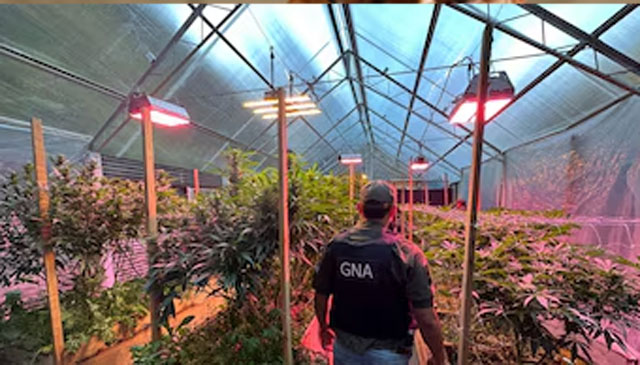 Operativo de Gendarmería Nacional en un invernadero de cannabis desmantelado