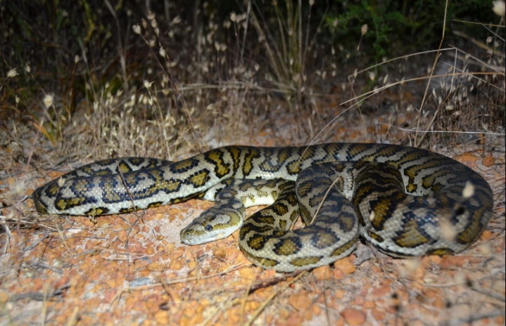 Seis crías de serpiente pitón alfombra rescatadas por Gendarmería Nacional en un operativo en Entre Ríos