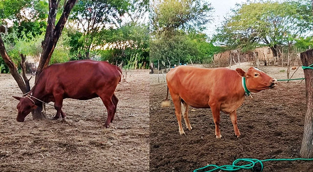Efectivos policiales durante procedimiento de recuperación de ganado en zona rural de Santiago del Estero