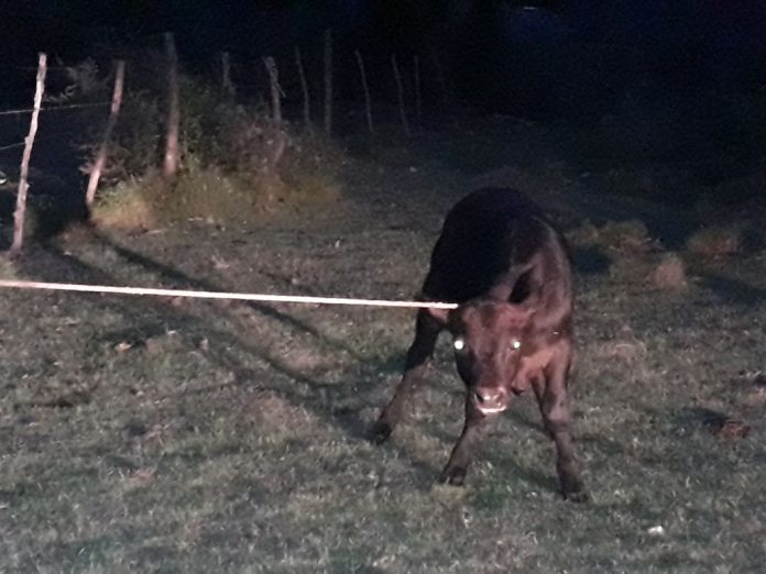 Operativo policial en zona rural de Santiago del Estero por caso de abigeato