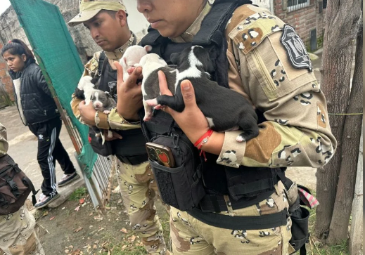 Perros Pitbull rescatados en un operativo contra el maltrato animal en Salta