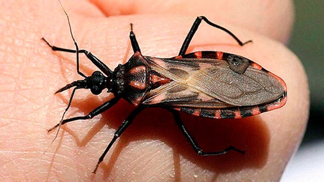 Personal de salud realizando una charla informativa sobre la enfermedad de Chagas en Santiago del Estero