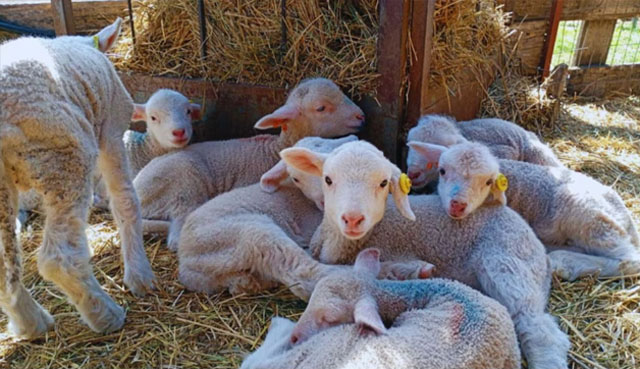 Ovejas en un campo, haciendo referencia a la sanidad ovina y la notificación del SENASA.