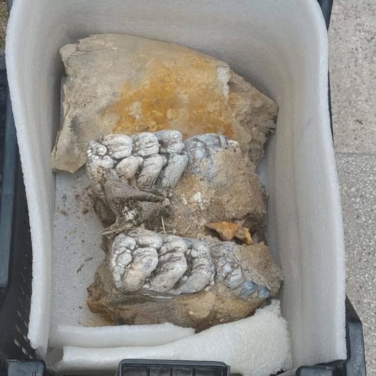 Restos fósiles de la Era Glacial rescatados en Los Quiroga, Santiago del Estero