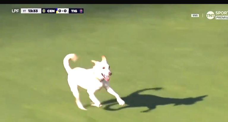 Perro corriendo en el campo de juego del estadio Gigante de Arroyito durante el partido Rosario Central vs Tigre
